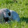 It's Always Cozy in the Sun - Spring Lamb Curled Up in a Sunlit Meadow.jpg