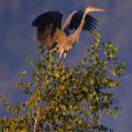 King of the Peasants - Grey Heron Claiming the Highest Branch.jpg
