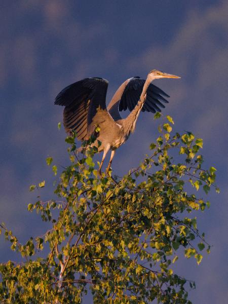A grey heron perched on the very top of a slender birch, wings spread wide as though it were a great bird of prey surveying its kingdom. Warm early morning light catches its neck and the leaves below, against a soft blue-grey forested mountainside.