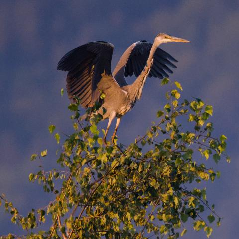 A grey heron perched on the very top of a slender birch, wings spread wide as though it were a great bird of prey surveying its kingdom. Warm early morning light catches its neck and the leaves below, against a soft blue-grey forested mountainside.