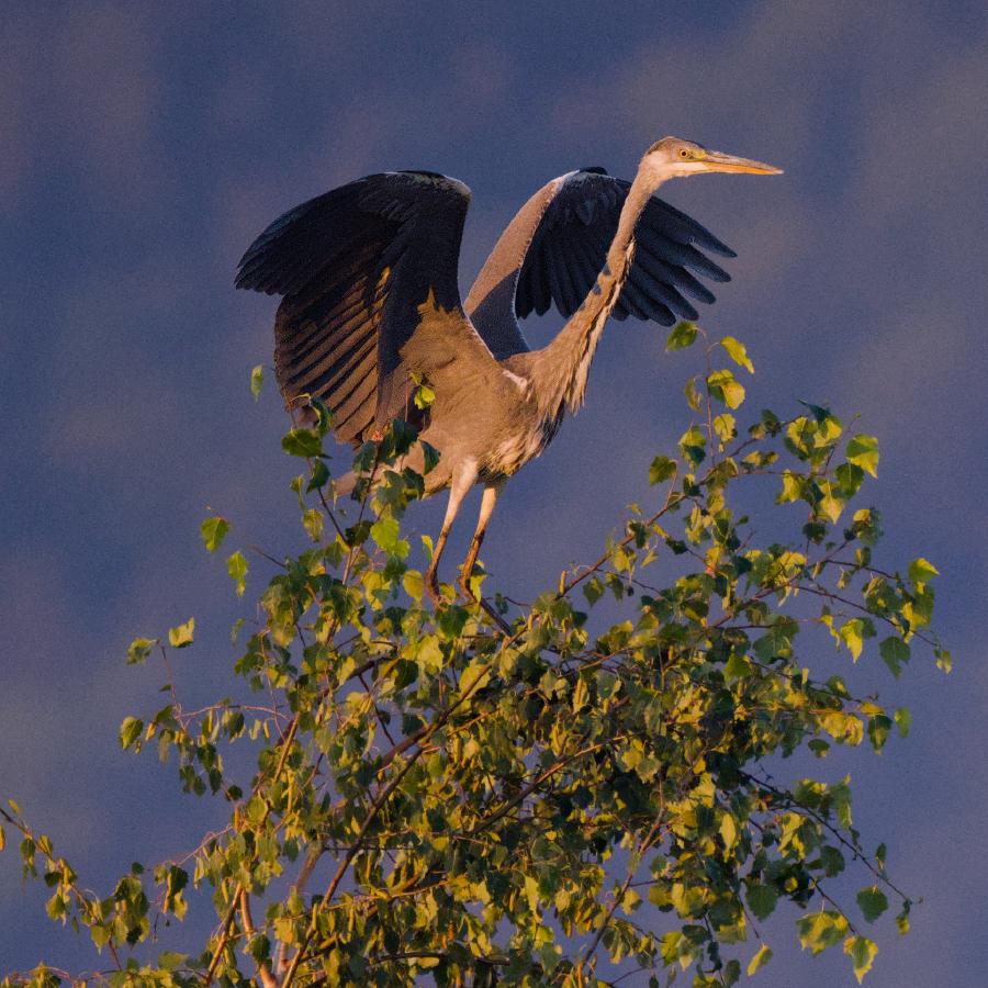 A grey heron perched on the very top of a slender birch, wings spread wide as though it were a great bird of prey surveying its kingdom. Warm early morning light catches its neck and the leaves below, against a soft blue-grey forested mountainside.