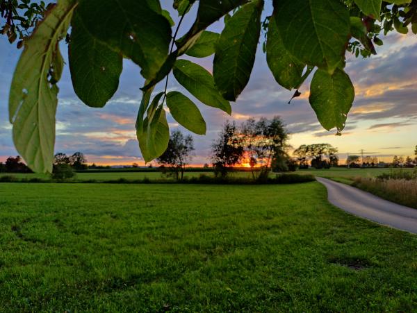 A leaf framing a sunset over a countryside road, with the silhouettes of trees in the background.
