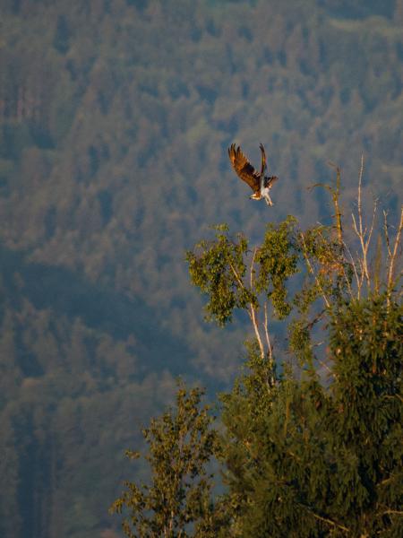 An osprey lifts off from the bare top of a birch tree, wings raised high above its back and legs still trailing, its white underside lit by warm early-morning sun. Behind it a hazy blue-green forested mountainside recedes out of focus.