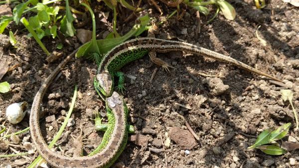 Two lizards in a dynamic confrontation on the ground, displaying natural behavior in the wild.