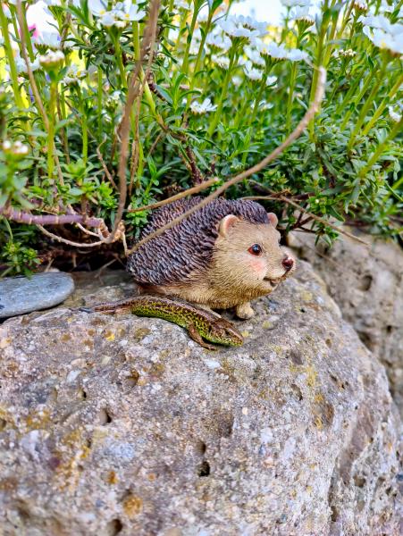 A real green lizard next to a hedgehog figurine on a rock, creating a humorous contrast between real and artificial.