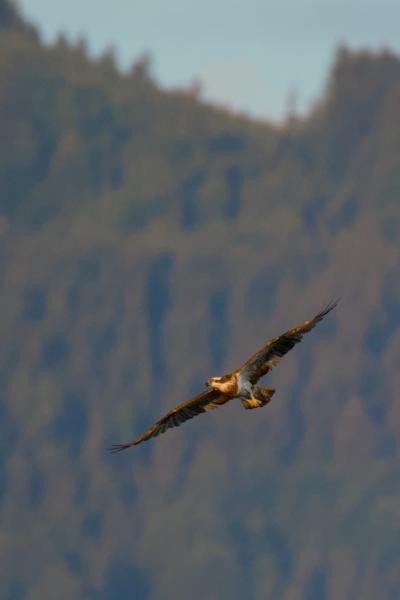 An osprey glides with wings fully outstretched, its underside and shoulders lit warm gold by early morning sun. Behind it, an out-of-focus forested mountainside fills the frame, with a strip of pale blue sky at the top.