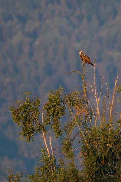An osprey perched on the bare tip of a spruce rising above a stand of birches, lit by warm low morning sun. The bird stands in profile facing left, showing its white head with a dark eye stripe, pale underside and dark brown back and wings. Behind it, an out-of-focus mountain forest slope fills the frame in hazy blue-green.