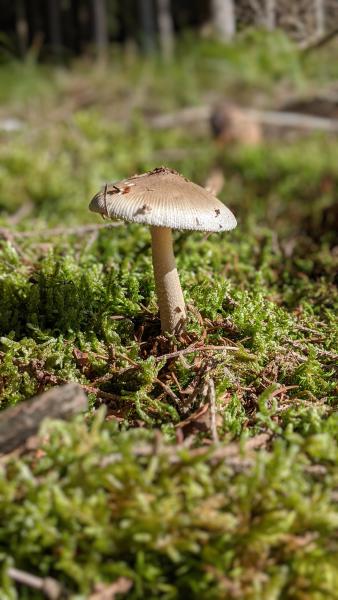 A lone mushroom rising from a bed of moss in the forest, with the focus on its cap and stem.