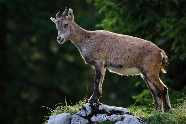 A young alpine ibex stands in profile on a limestone rock at the edge of a cliff, head turned and lowered as it looks down the slope. Warm afternoon light catches its brown coat and short curved horns; the background is dark green conifer forest, out of focus.