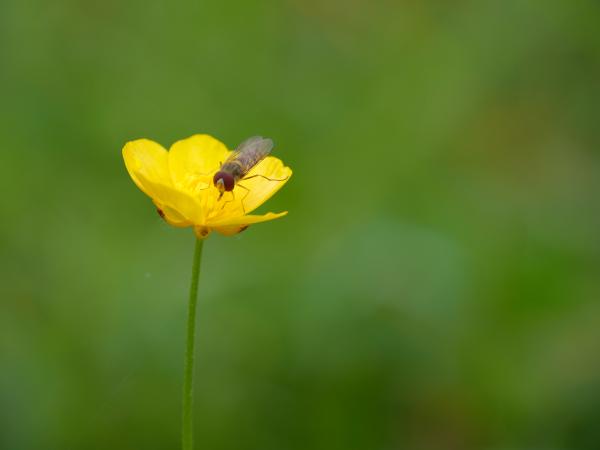 A little insect siting on a yellow flower.
