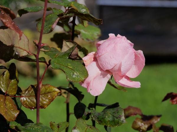 A rose captured after the rain in the sun.