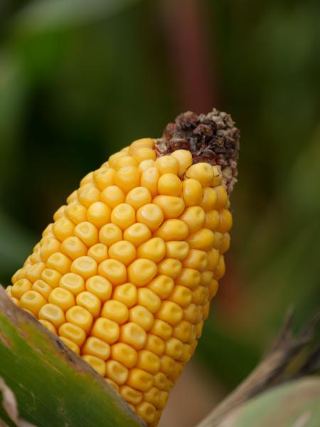 A closeup of a corncob with green plants in the blurred background.