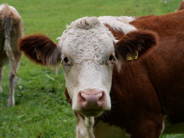 Closeup of a cow looking directly into the camera. It is a  juvenile cow.