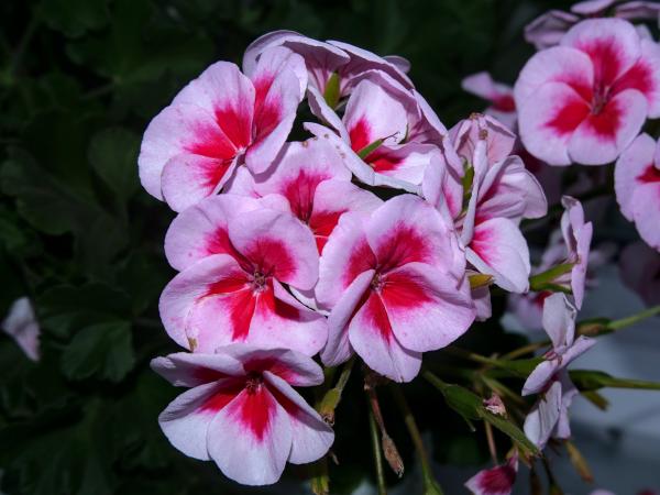 A lot of rosa, white and purple flowers captured facing to the camera.