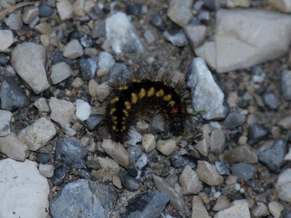 Black / yellow caterpillar on gravel. Looks a bit fluffy but at the same time it has dangerous looking spikes.