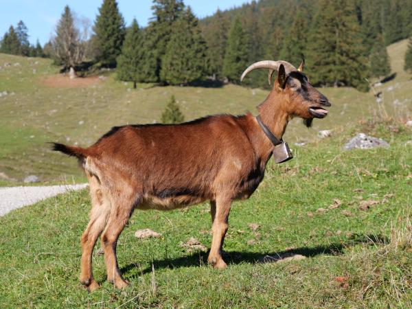 Closeup of a goat looking to the right. It has its mouth open in a funny way.