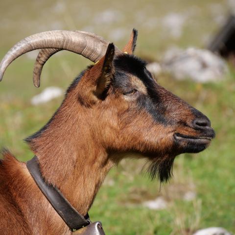 Closeup of a goat looking to the right. The top of a small cottage is in the background.