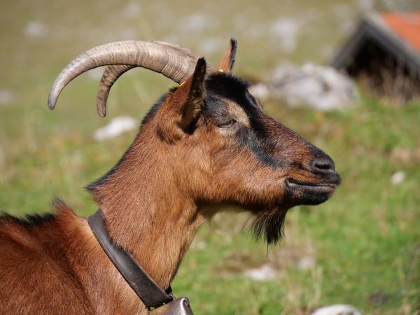 Closeup of a goat looking to the right. The top of a small cottage is in the background.