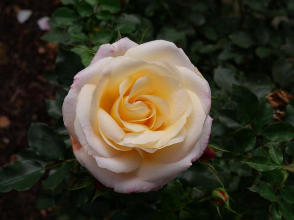 A delicate pale yellow rose in full bloom, with soft petals and a subtle pink blush on the edges.