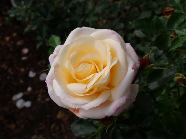 A closeup photo of a fully bloomed, pale yellow rose with delicate petals, surrounded by green leaves.