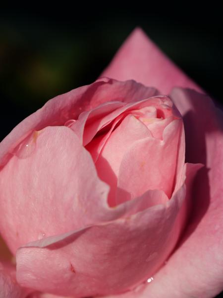 Closeup photograph of a pink rose with soft petals and dew drops on a blurred background.