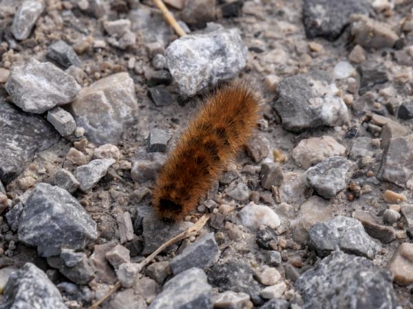 Brown caterpillar on gravel. Looks a bit fluffy but at the same time dangerous.