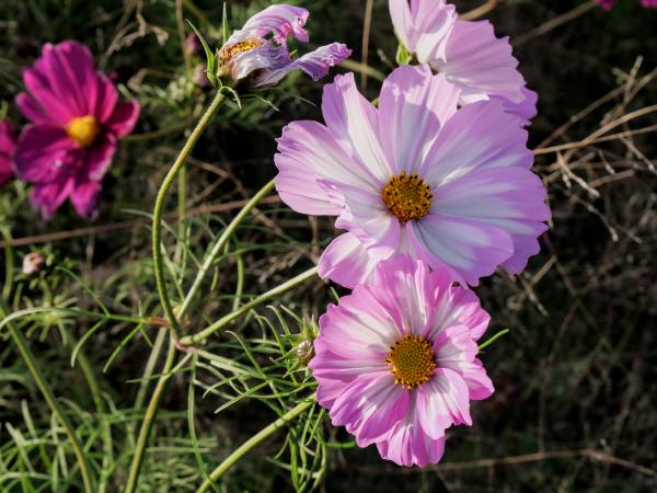 A rosa and white flower captured facing to the camera.