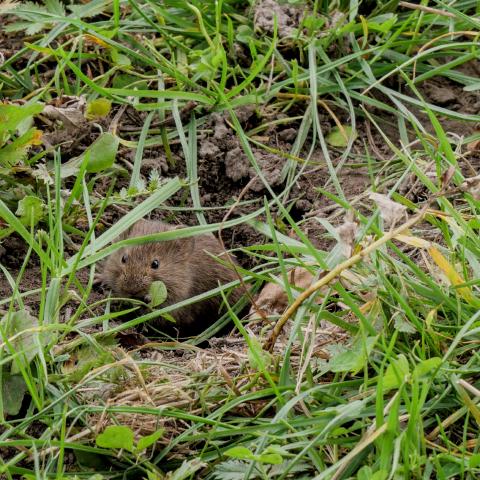 A little mouse / wild hamster is looking out of a hole in the field int the camera.