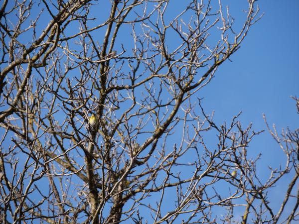 A small bird perched on the bare branches of a tree, with a clear blue sky in the background.