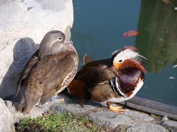 A colorful mandarin duck preening itself on the edge of the water, showcasing its distinctive plumage.