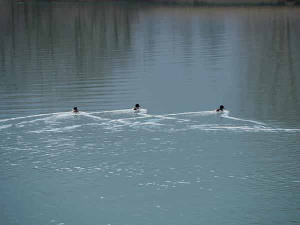 Three ducks creating ripples as they swim in a line across a river, with the reflection of the sky on the water.