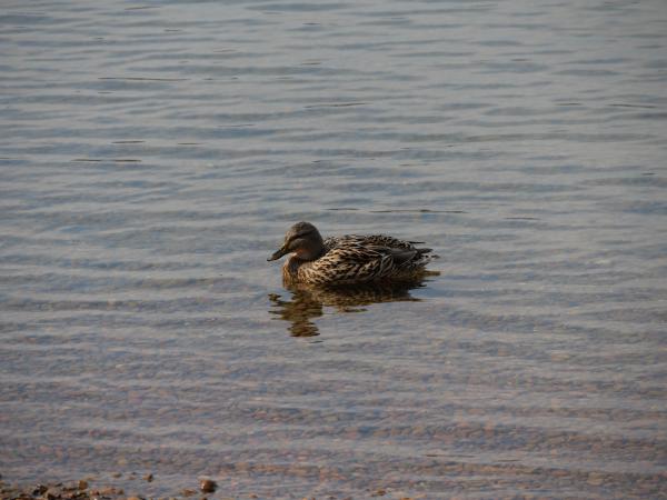 A wild duck floating calmly on the clear waters of a serene lake.