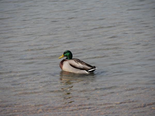 A vibrant male mallard duck swimming in the lake with its distinctive green head shining in the sunlight.