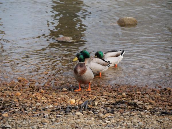 Three ducks on the pebbled shore of a lake, two of them preening their feathers while standing and one floating near the water's edge.