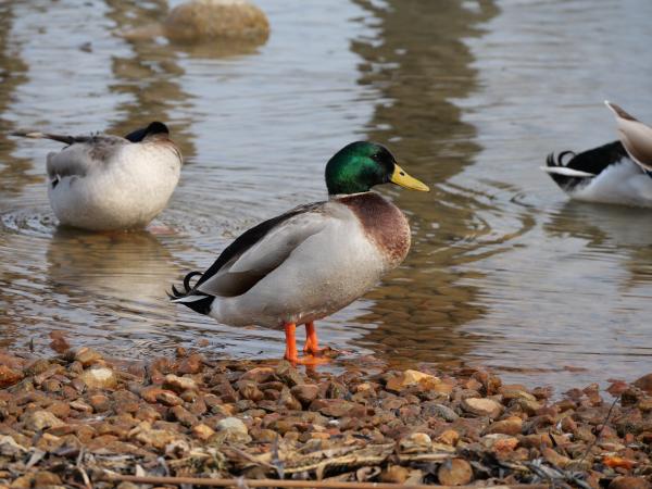 A close-up of a mallard duck standing on a pebbly shore, with a detailed view of its feathers and vibrant coloration.