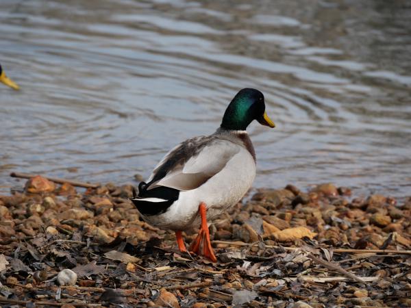 A mallard duck standing on a pebbled lake shore, looking off to the side with a backdrop of a calm water body.
