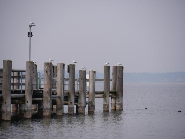 Seagulls perched on wooden posts at a misty waterfront, with a peaceful marine backdrop and grey skies above.