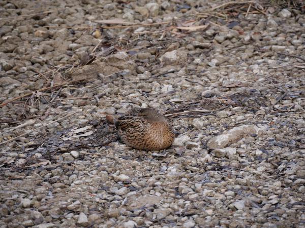 A wild duck blending in with the gravel on the ground, perfectly camouflaged in its resting state.