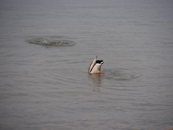 A humorous shot of a duck diving upside down in a lake, with its feet sticking out of the water as it searches for food.