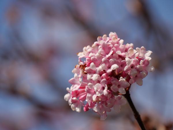 A cluster of delicate pink blossoms against a blurred background in a springtime setting.
