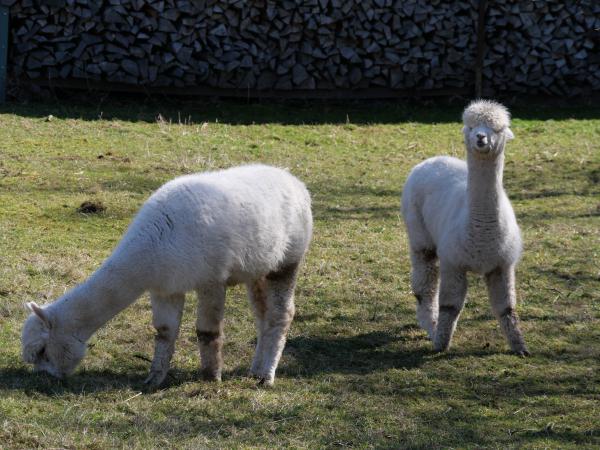 Two alpacas in a pasture, with one looking directly at the camera exhibiting its fluffy coat and curious nature.
