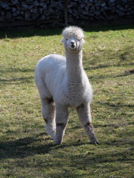 An inquisitive alpaca standing in a sunny pasture, staring at the camera with a soft and woolly coat.