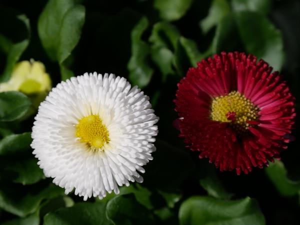 Two daisies in contrast, one red and one white, with detailed petals and yellow centers.