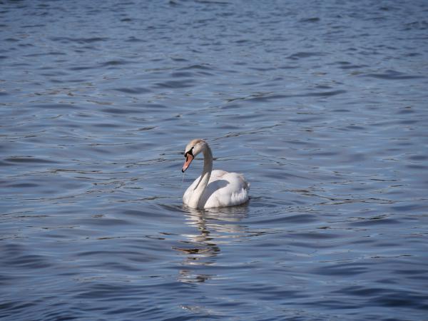A serene swan floating on calm waters with a clear reflection.