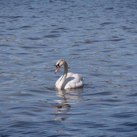 A serene swan floating on calm waters with a clear reflection.