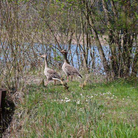 A family of geese with fluffy goslings walking through a grassy area near water.