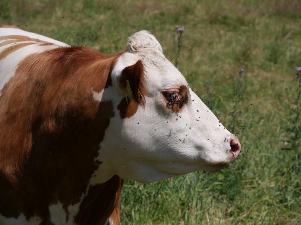 A close-up of a cow's face covered with flies in a countryside setting.