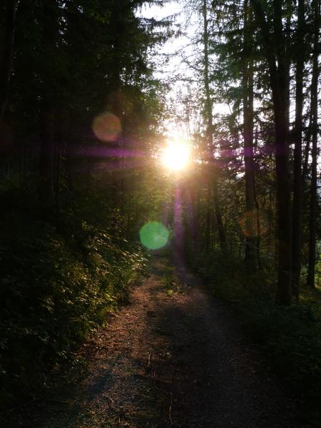 Sunlight streaming through a dense forest, casting light on a narrow trail with lens flare effects.