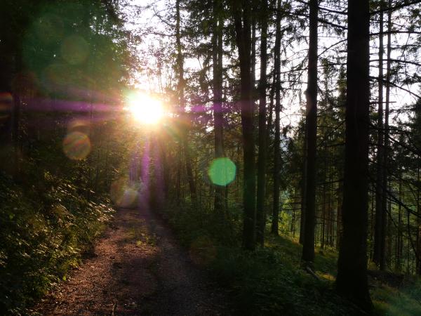 Golden hour sunlight filtering through a forest, illuminating a winding path with a warm glow.