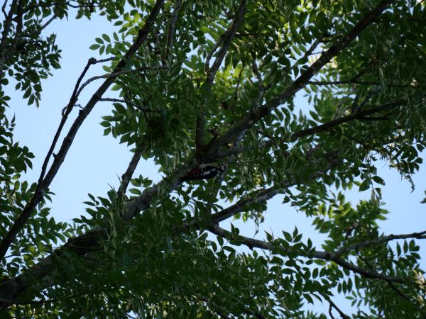 A woodpecker in the tree.